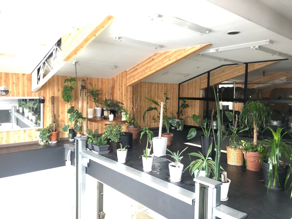 観葉植物豊富★